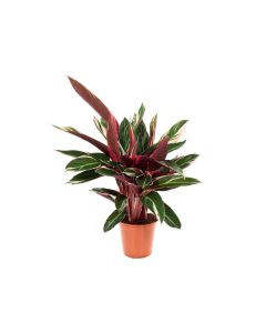 Stromanthe Sanguinea Triostar