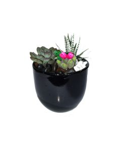 Succulents Mix Arrangement Potted - HOF