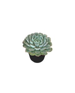 Succulent mix
