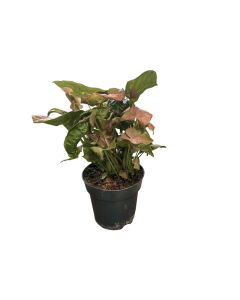 Syngonium Neon Robusta