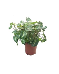 Syngonium Mix- Arrowhead Plant
