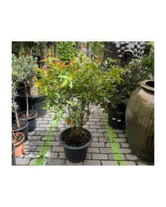 Syzygium Australe Christina Ball