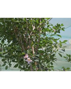 Tabebuia Rosea Tree