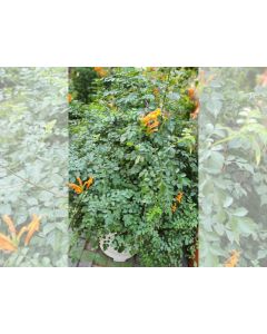 Tecomaria Capensis