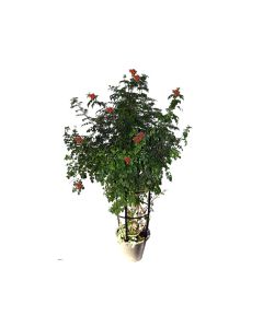 Tecomaria Orange
