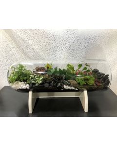 Plant Arrangement Capsule - Terrarium
