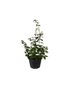 Thunbergia Erecta