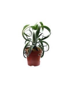 Tillandsia Curly Slim