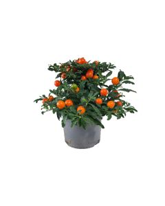 Solanum