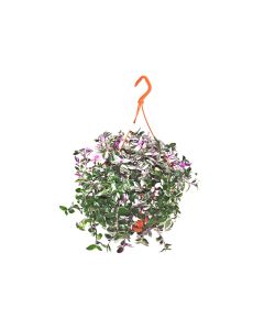 Tradescantia - Quadricolor - In hanging basket