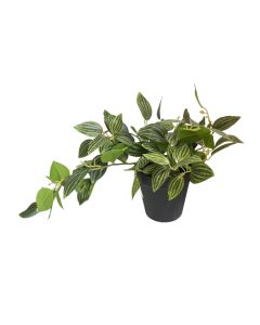 KI Artificial Tradescantia 3 Assorted