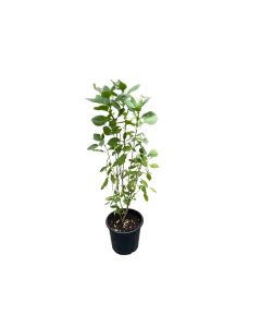 Tulsi basil