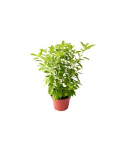 Tulsi - Holy Basil - Small