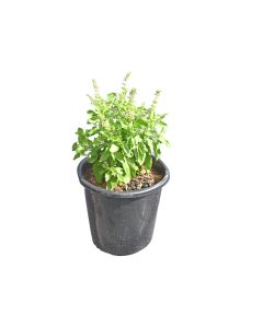 Tulsi Basil Herbs Plant Mix