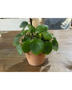 Pilea Peperomoides