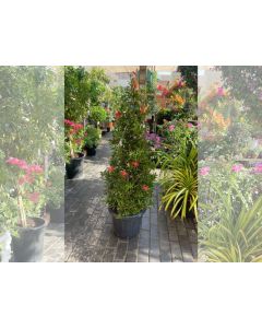 Callistemon Viminalis