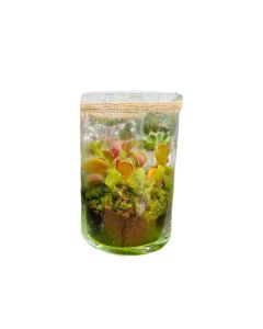 Plant Arrangements - Venus flytrap (Dionaea muscipula)