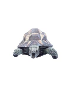 VI NF Tortoise B Decor 32cm*22cm