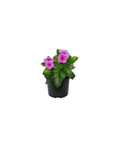 Vinca Mix - Flowering Plant