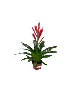 Vriesea Astrid