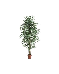 VV Artificial Ficus Varigated