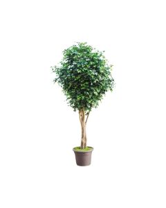 VV Benjamin Ficus Elegance Medium