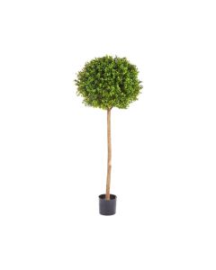 VV Boxwood Ball Tree in Pot Green