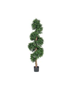VV Boxwood Spiral Tree Green