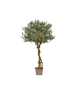 VV Olive Tree Majestic Green