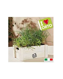 Easyorto Rocket Chives VX2218
