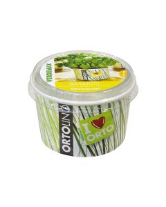 Ortolino Basil Kit Seeds VX2021