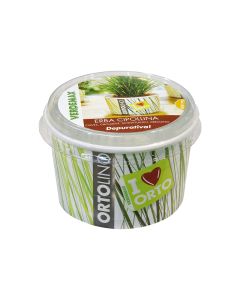 Ortolino Chives Kit Seeds VX2023