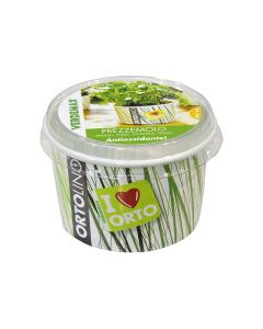 Ortolino Parsley Seeds Kit VX2027