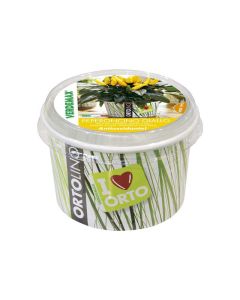 Ortolino Yellow Chilli Seeds Kit VX2029