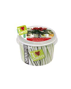 Ortolino Chili Red Seeds Kit - Peperoncino Rosso VX2030