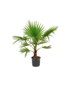 Washingtonia Robusta Single Trunk Palm 90 ltr