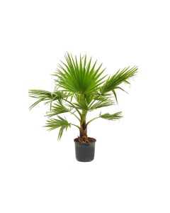Washingtonia robusta