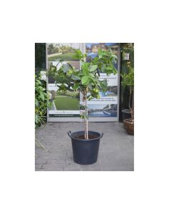 Syzygium- Water Apple Tree