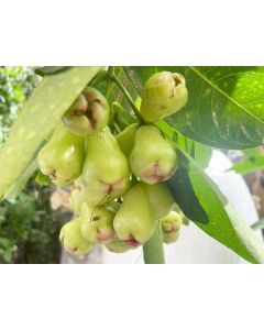 Water Apple- Syzygium Samarangense