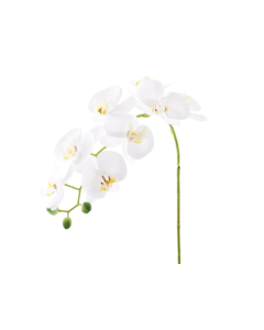 Phalenopsis plant single