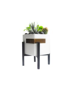 Plant Arrangements - 245
