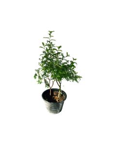 Zanthoxylum Odorum