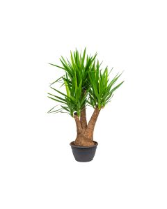 Yucca Elephantipes Multi Branch Full Grown