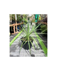 Yucca Alifolia 18L