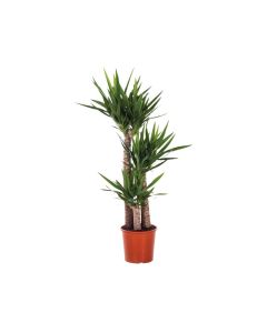 Yucca Elephantipes - Spineless Yucca