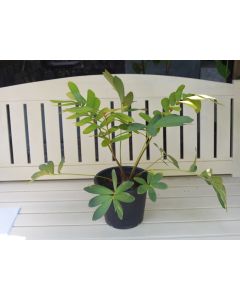 Zamia Furfuracea - Cardboard Palm