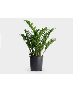Zamioculas Zamifolia - 110cm