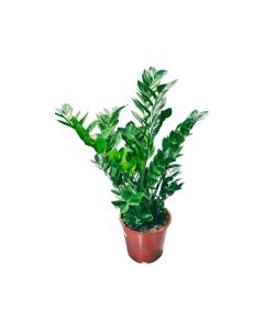 Zamioculcas zamiifolia, size(60-70 cm)