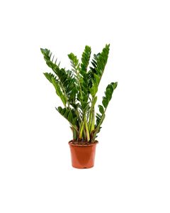 Zamioculcas Zamiifolia- ZZ Palnt