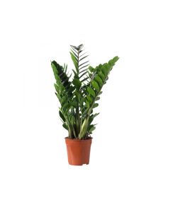 Zamioculcas Zamiifolia - ZZ Plant